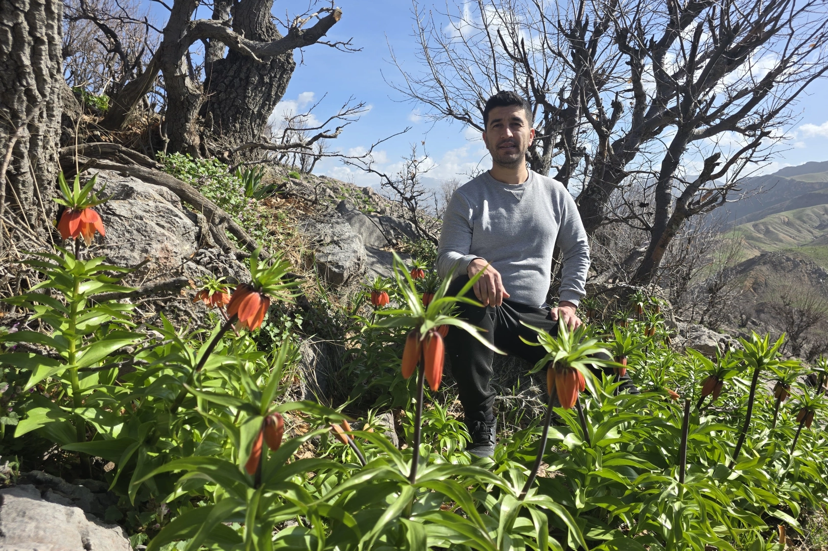 Batman Sason’da ters laleler görücüye çıktı