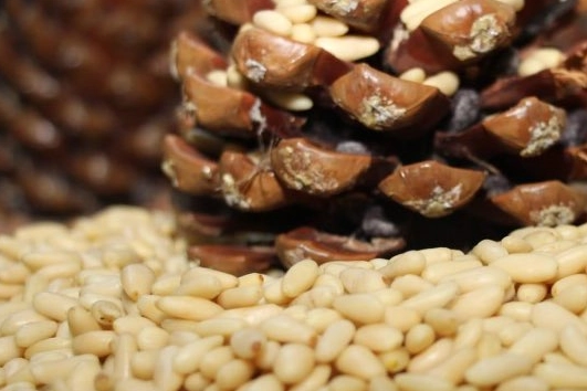 Türkiye'nin 33'üncü tescillisi oldu... Aydın Çam Fıstığı'na AB tescili